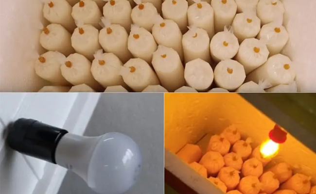 cách làm kem sữa chua túi